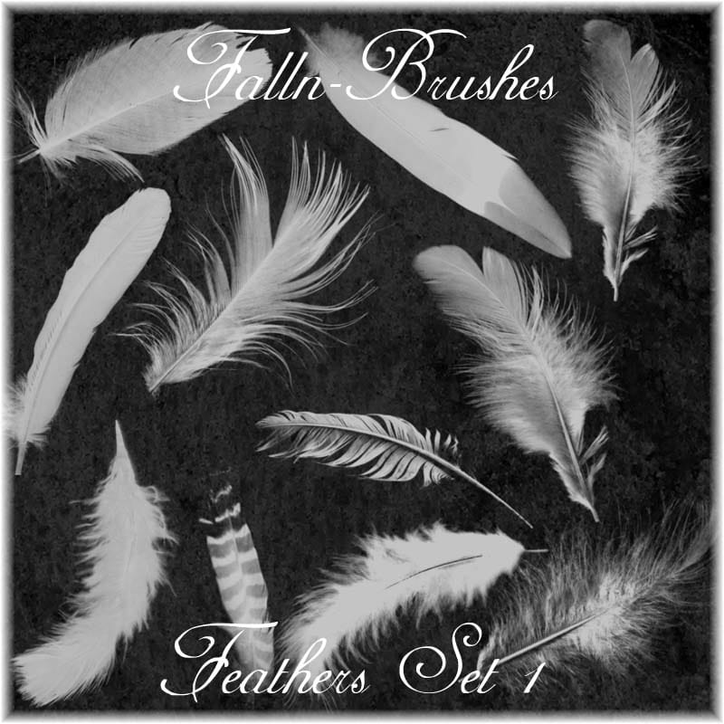 Feathers Photoshop Brushes