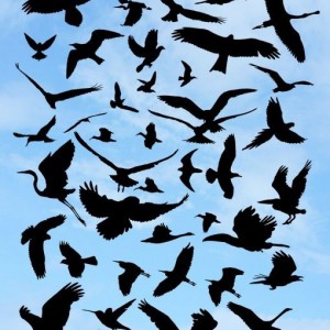 Download 40 Bird Silhouette Photoshop Brushes 