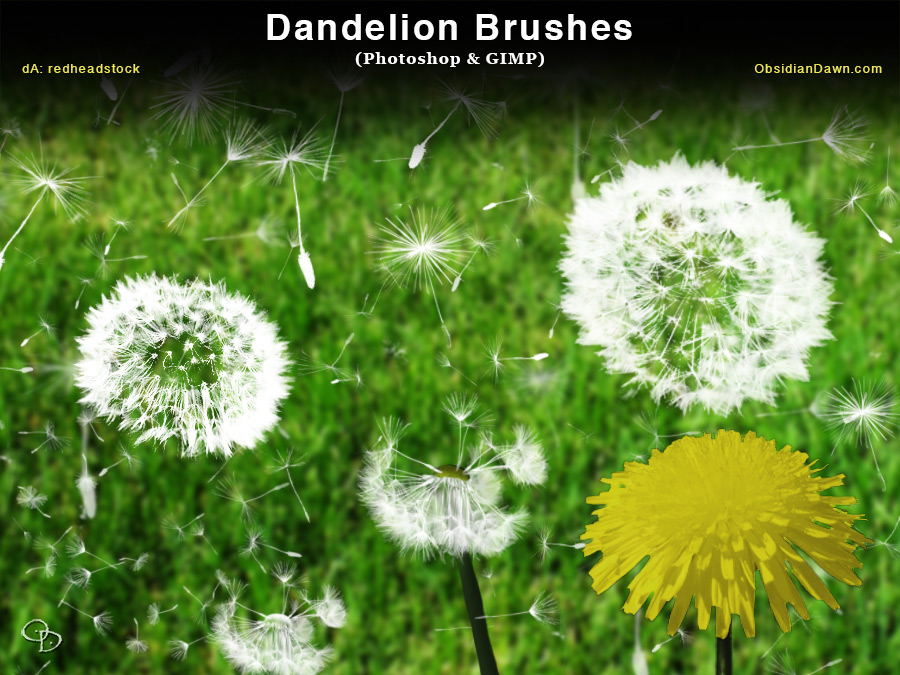 dandelion photoshop free download
